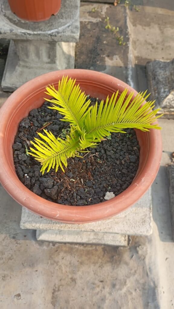 WhatsApp Image 2025-09-13 at 4.24.32 PM