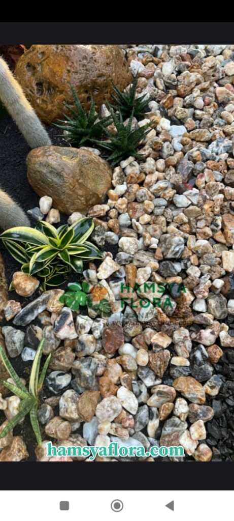 IMG-20250825-WA0008