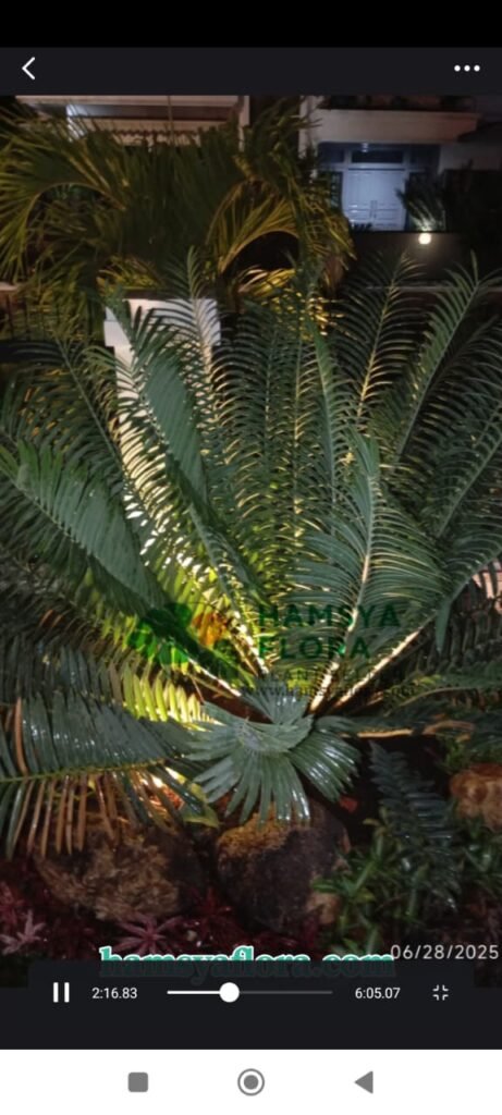 IMG-20250825-WA0016